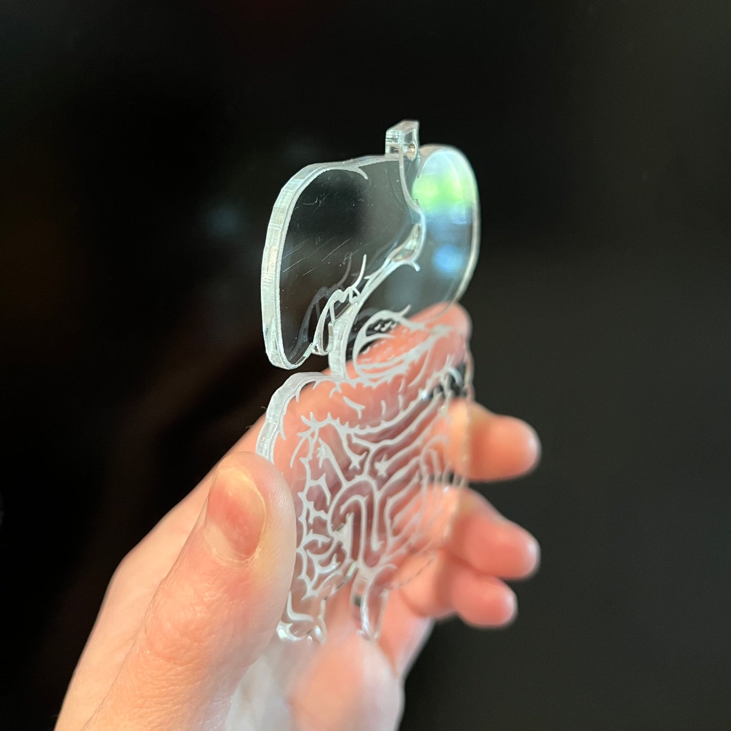 Discounted Clear Acrylic Digestive System Ornament