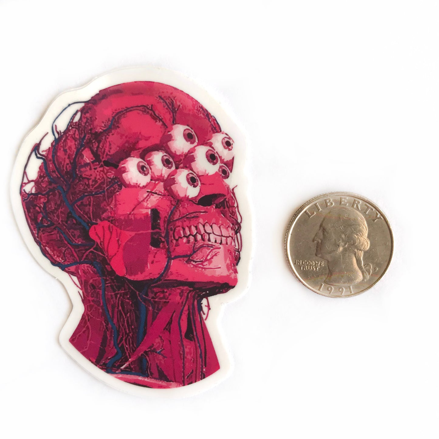 "De-Fleshed" Anatomical Head Sticker