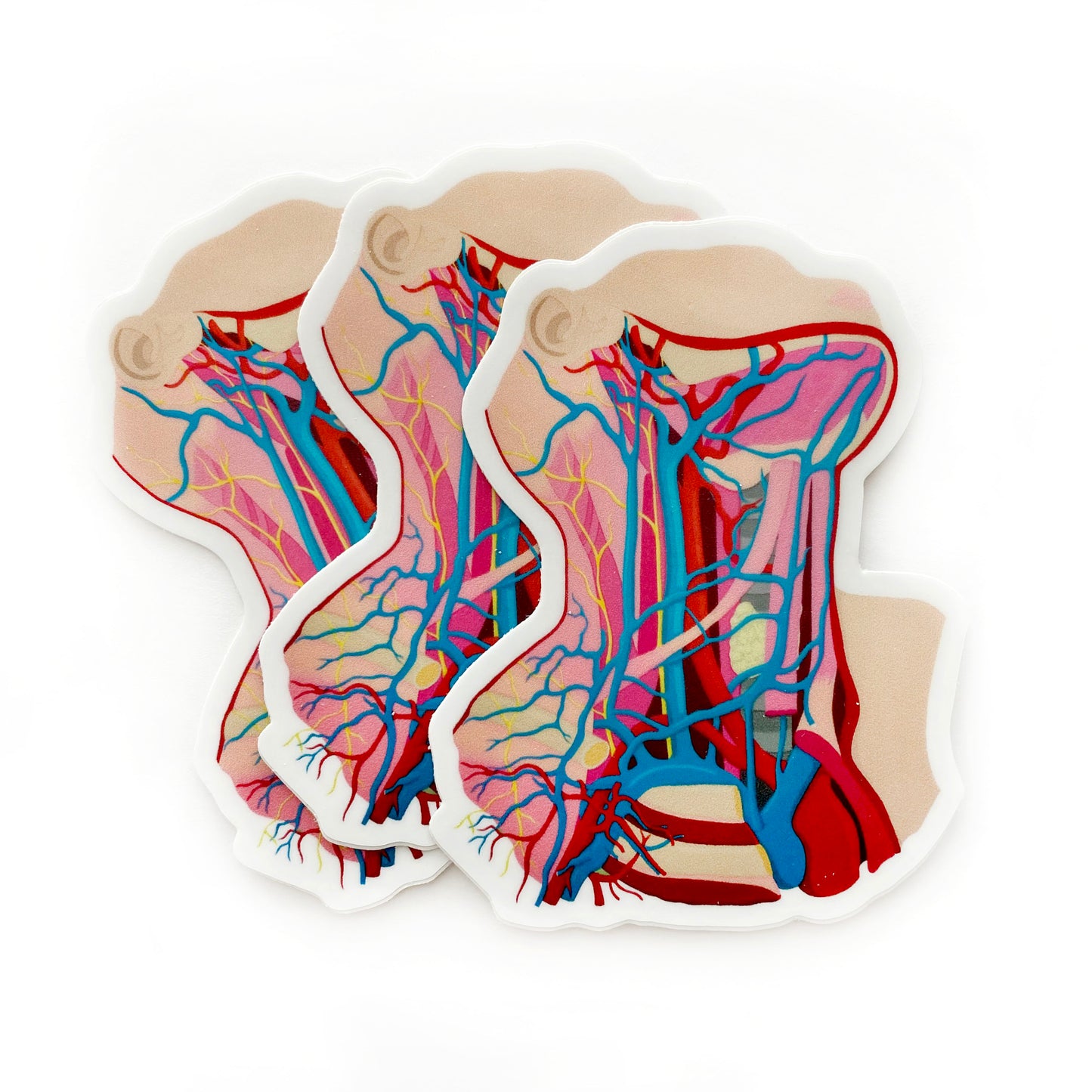 "Inflammation" Neck Anatomy Sticker